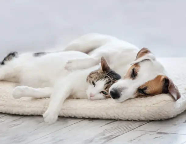Dog and cat cuddling together on a soft bed inside a cozy pet boarding area