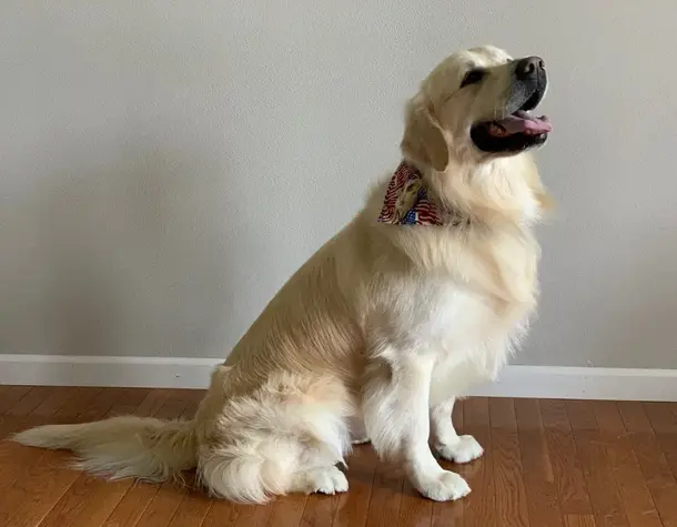 Happy Golden Retriever wearing a bandana at Scott AFB pet boarding facility